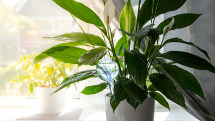 Spathiphyllum op de vensterbank