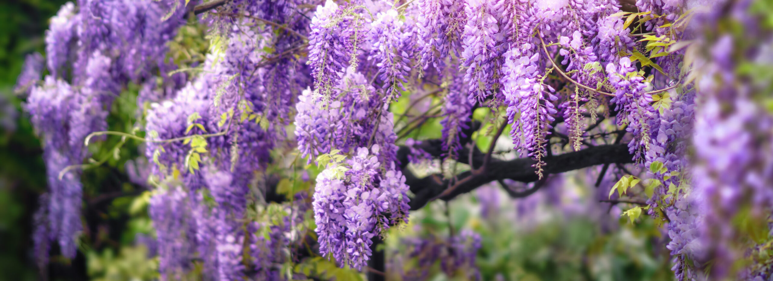 Глициния Купить Саженец