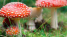 paddestoelen-shutterstock