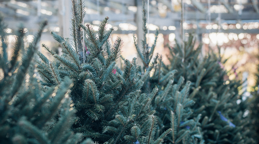 Wat gebeurt er met kerstbomen die niet verkocht zijn? En hergebruiktips