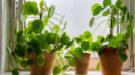 Pilea,Peperomioides,,Money,Plants,In,The,Ceramic,Pot,On,The Pannenkoekplant