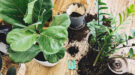 kamerplanten-verpotten-shutterstock-900×500 Kamerplanten verpotten