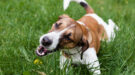 dog Jack Russell Terrier playing in the Park in the grass eating grass Honden eten gras