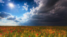 Beautiful rural scenery with wild flowers and ominous stormy sky wisselvallig weer