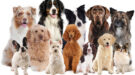hond-ras-shutterstock-900×500 hond