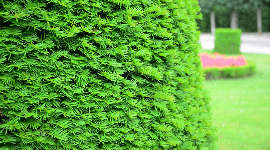 hilft thuja bei warzen SPA01 Verrusan Warzentinktur (Thuja) 10 ml äußerlich bei Warzen