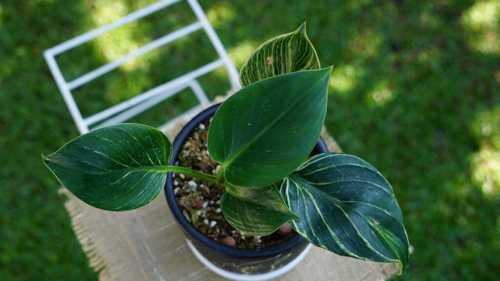 Philodendron Birkin