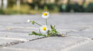 Plant weeds between paving tiles Onkruid is nuttig