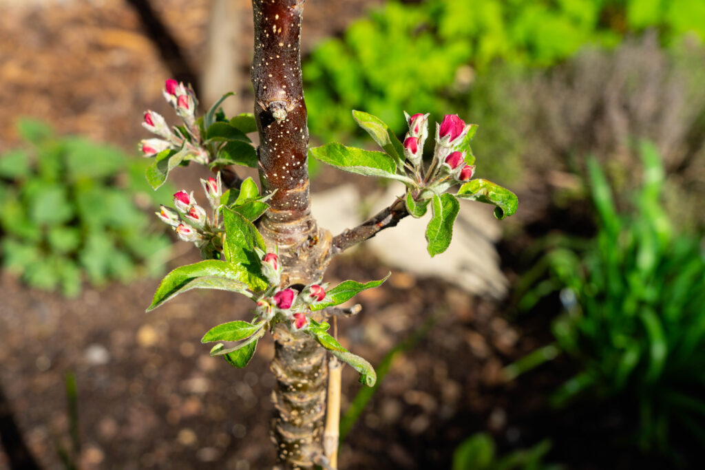 appelboom