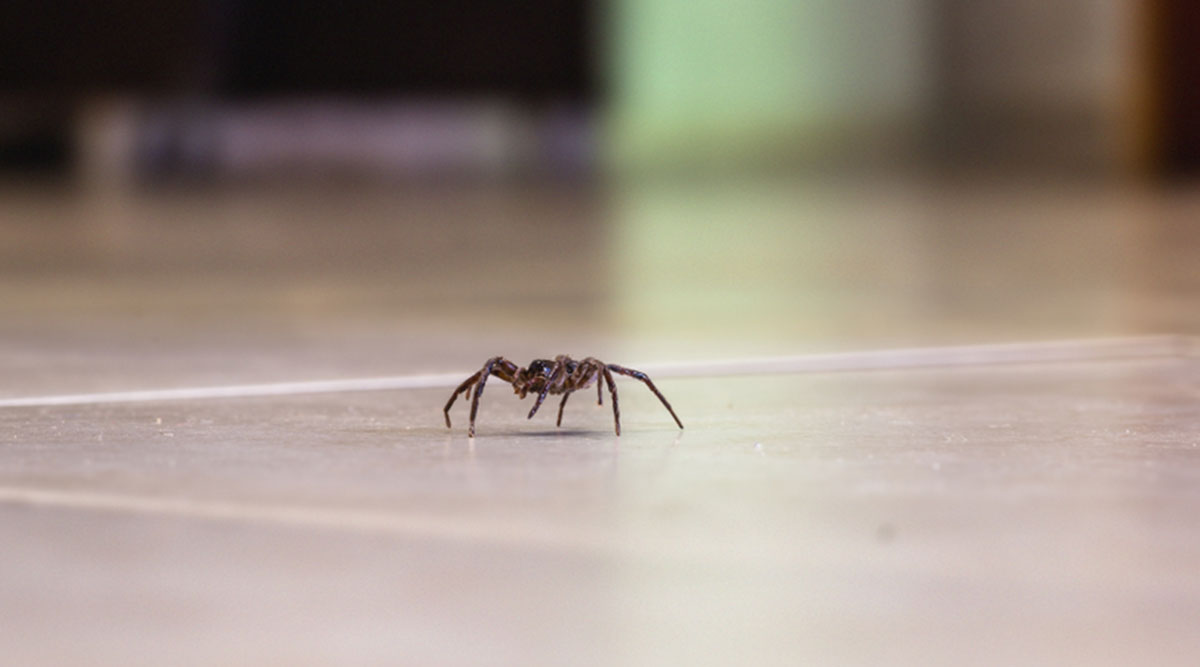 Een spin loopt op de vloer in huis, waarom zijn er in september meer spinnen?