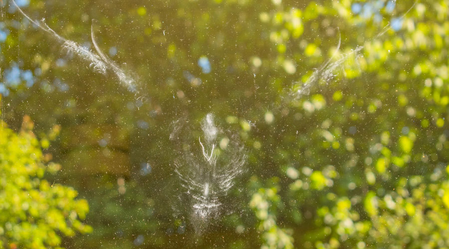 Tips om te voorkomen dat vogels tegen het raam vliegen