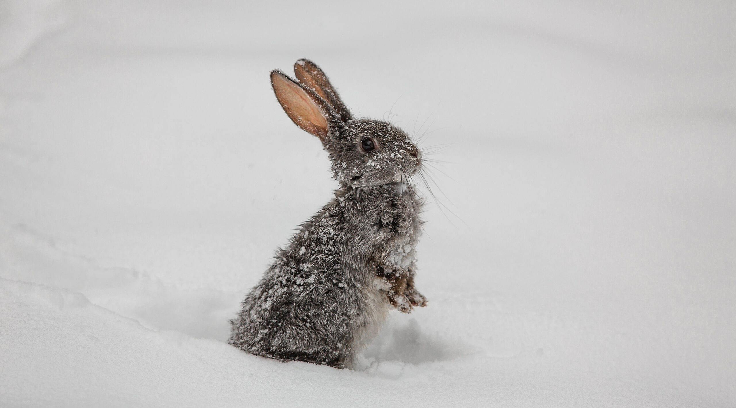 Апрельские снегопады угрожают новорожденным зайцам в Москве