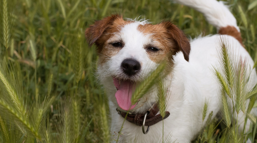 Grasaren En Hond 900 X 500 Pixels Shutterstock MAX Vandaag