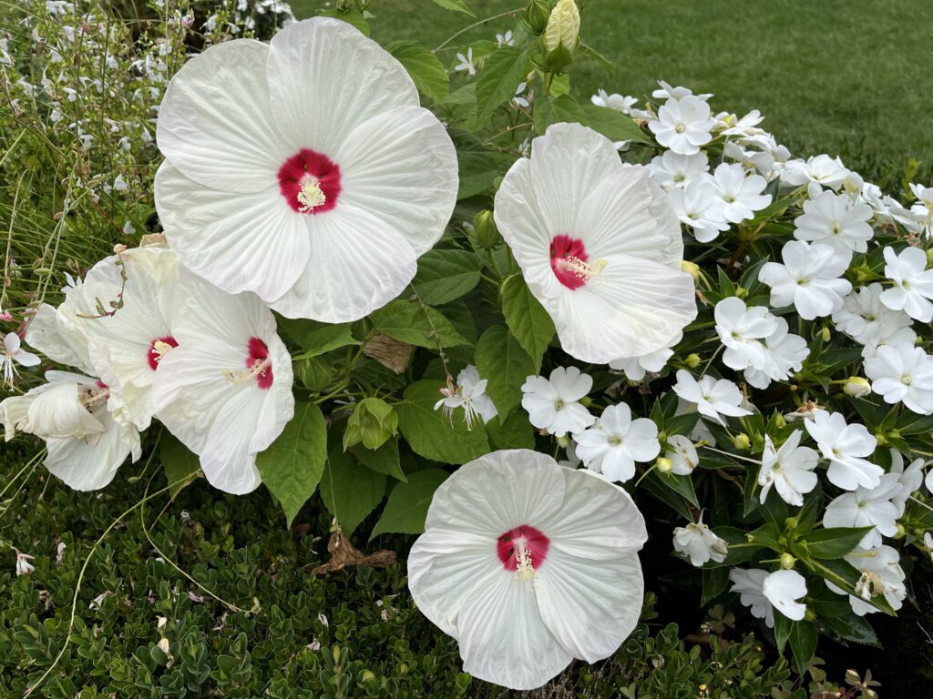 Hibiscus 