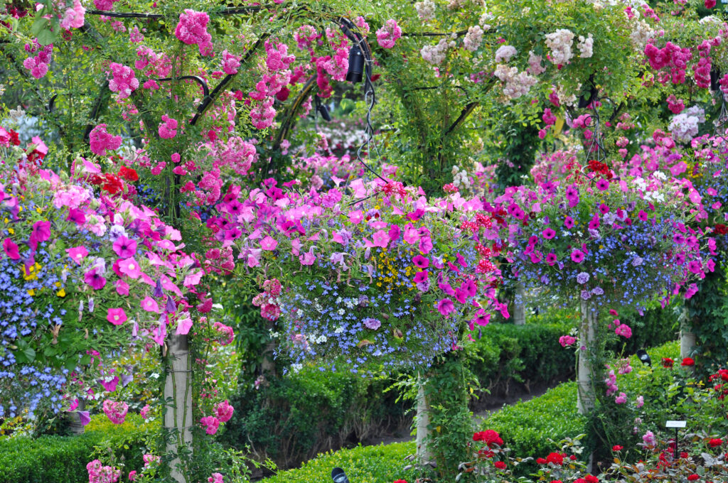 Inkijk verminderen met hangplanten 