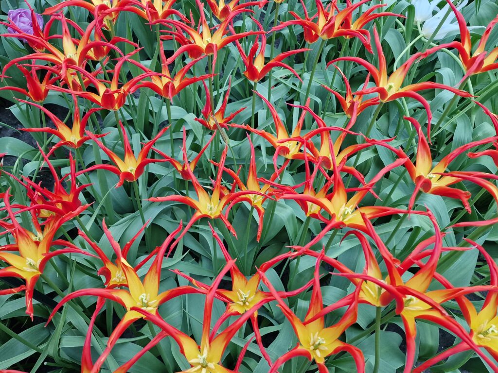 tuinbezoek Keukenhof