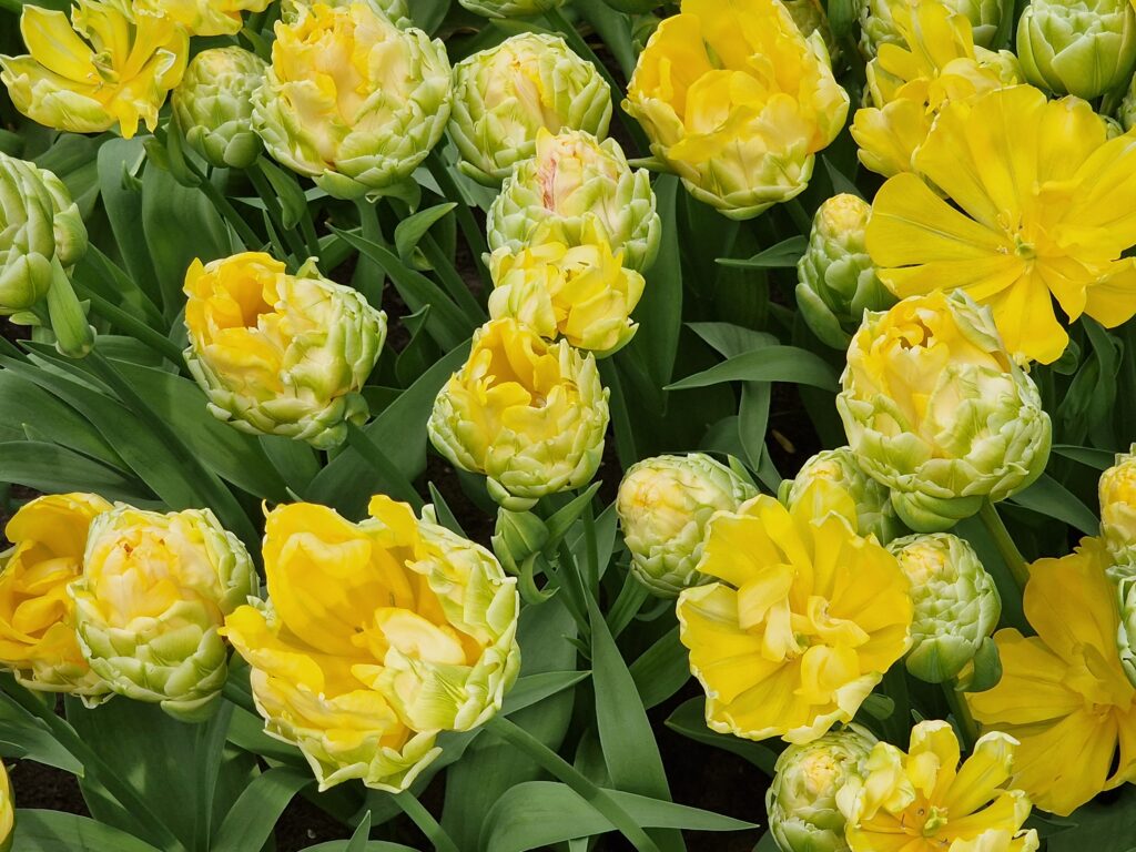 gele tulpen