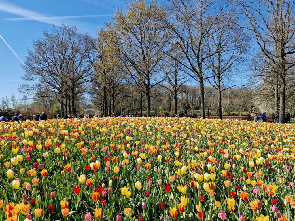 veld met tulpen