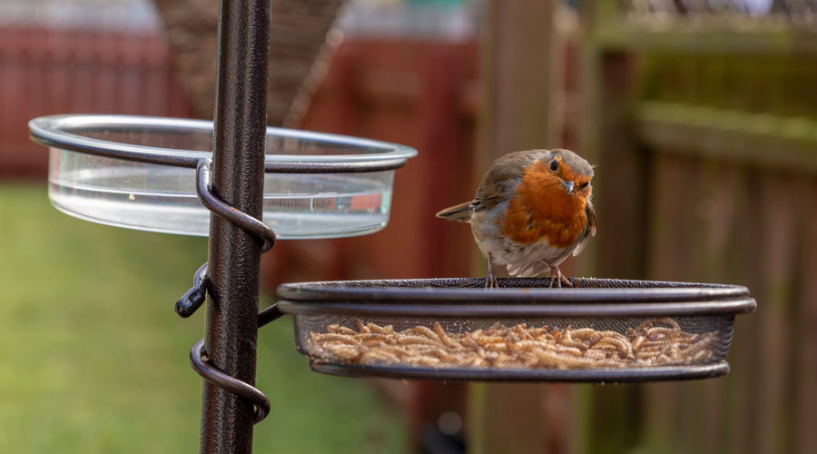 Vogels voeren in de lente en zomer, wat kunt u ze dan geven? - MAX Vandaag