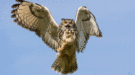 aanval-vogels-shutterstock-900×500 aanval vogels