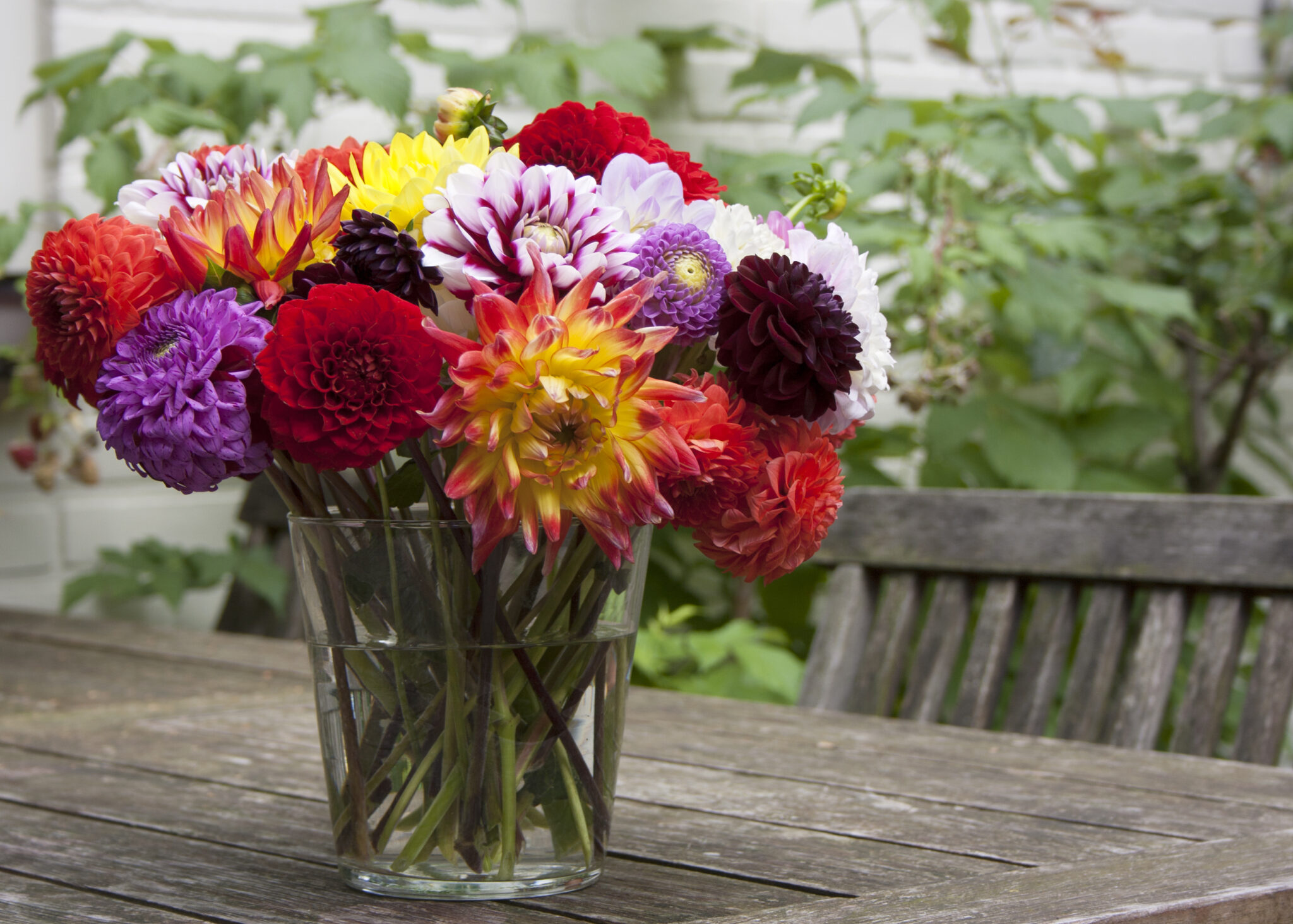 Георгины в вазах. Чтобы георгины дольше стояли в вазе. Ваза с георгинами. Чтобы георгины дольше стояли в вазе. Георгины букетные.