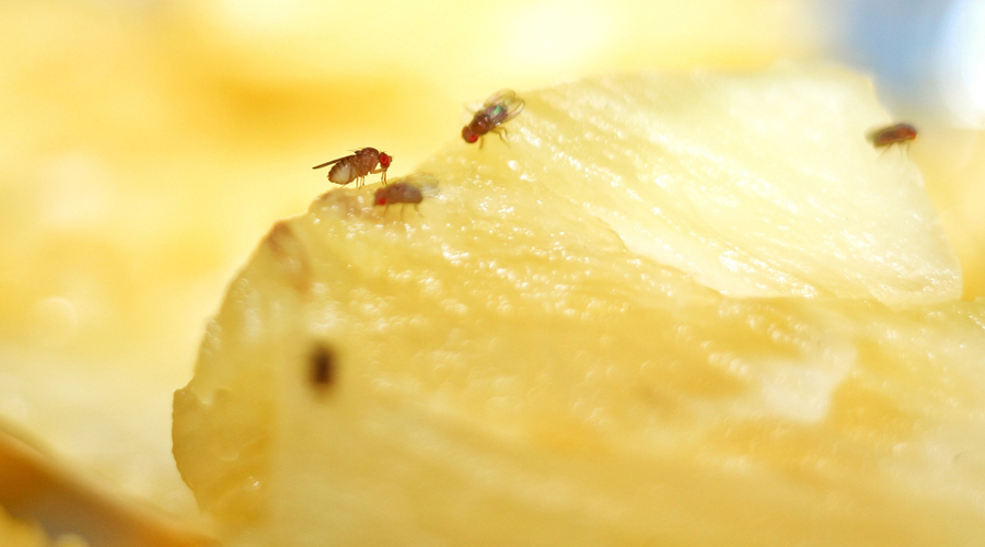 hoe verdwijnen fruitvliegjes