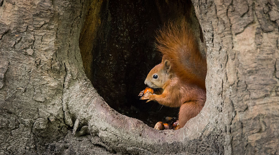 Natuurmoment: Eekhoorntjes bewaren slim nootjes - MAX Vandaag