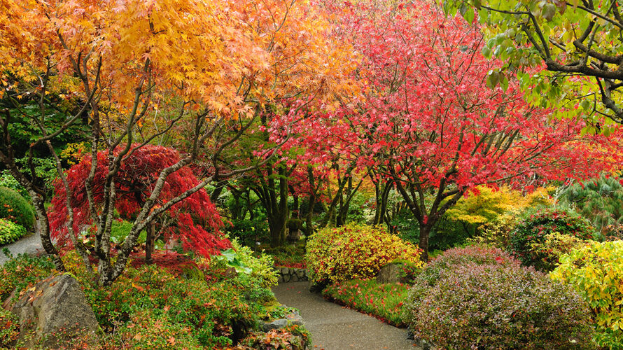 herfstkleuren-shutterstock-900x500-1-890