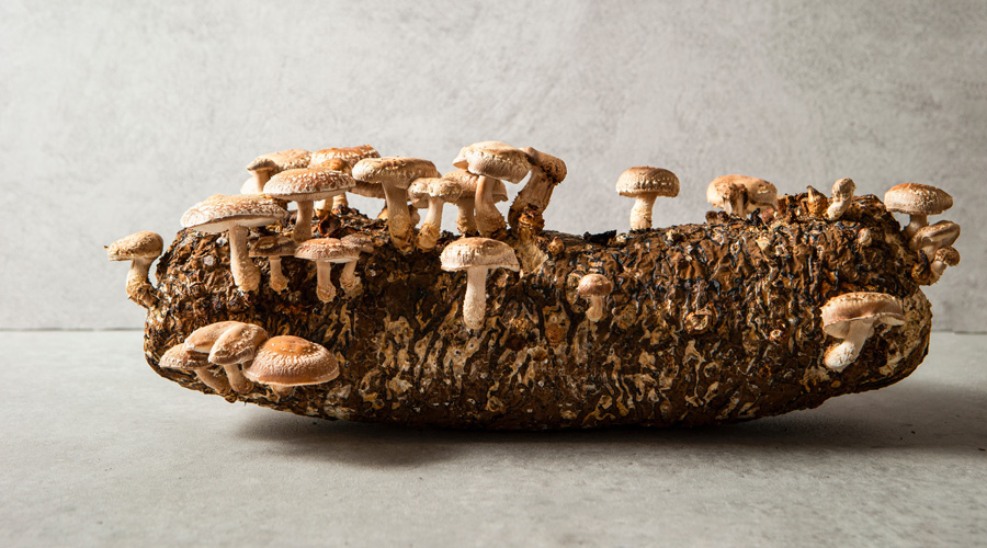 Shiitake Kweekset Kopen? - Kweek zelf verse paddenstoelen! | De