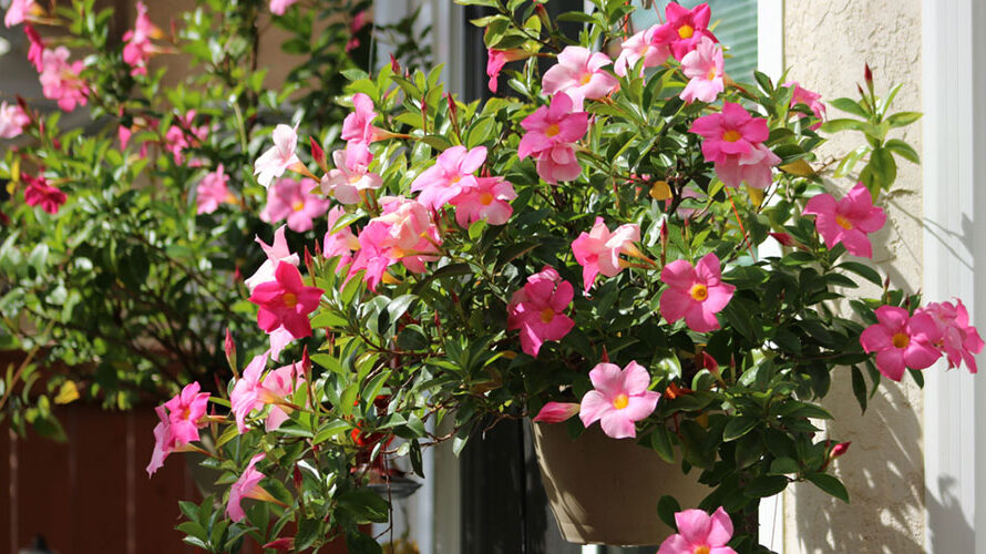 Wilt u uw Mandevilla overhouden? Zo kunt u hem overwinteren MAX Vandaag