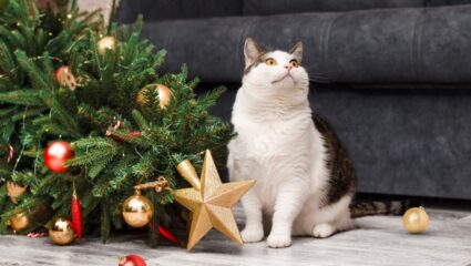 De kerstboom en meer decembergevaren voor huisdieren