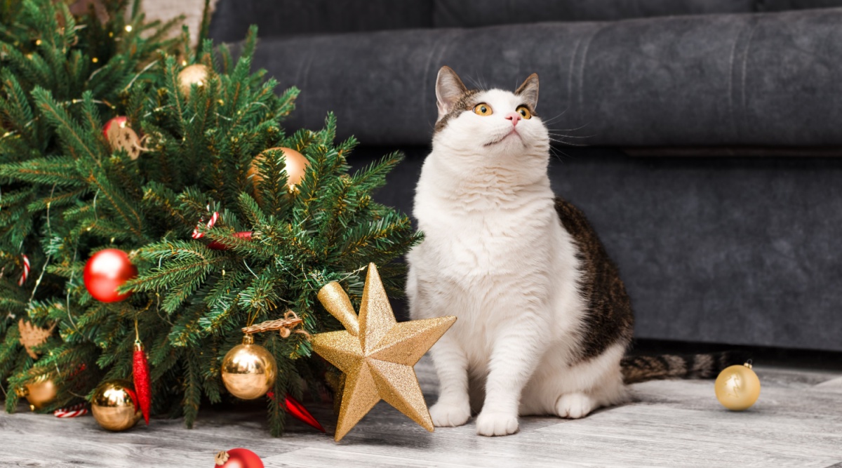 De kerstboom en meer decembergevaren voor huisdieren