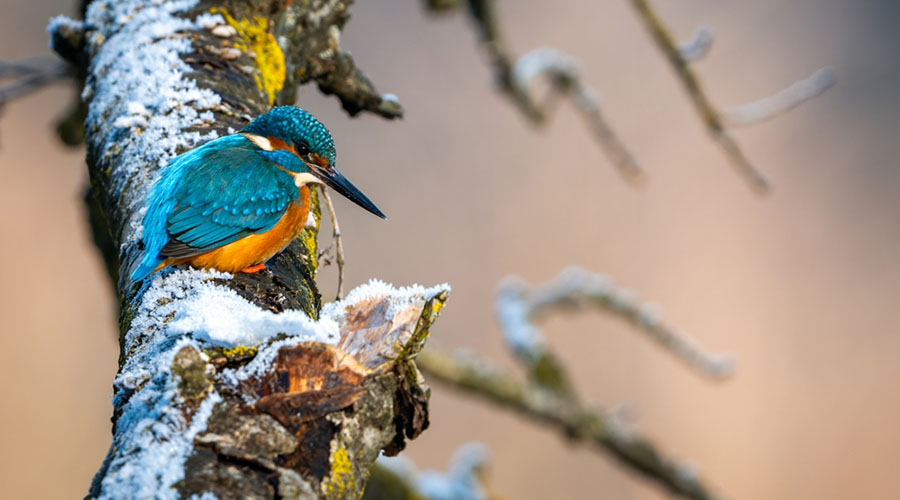 Hoe zit het? Hoe komen de ijsvogel en het winterkoninkje aan hun