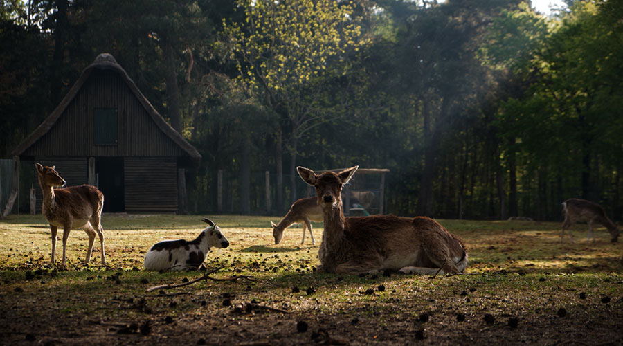 Natuurmoment: hertenkampen blijven