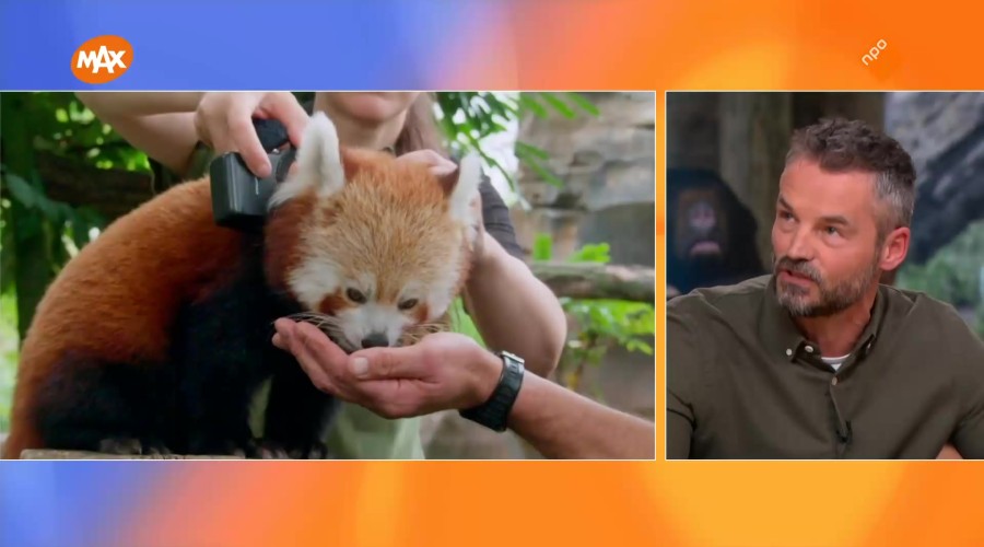 Het echte leven in de dierentuin: wat kunnen we zien dankzij de