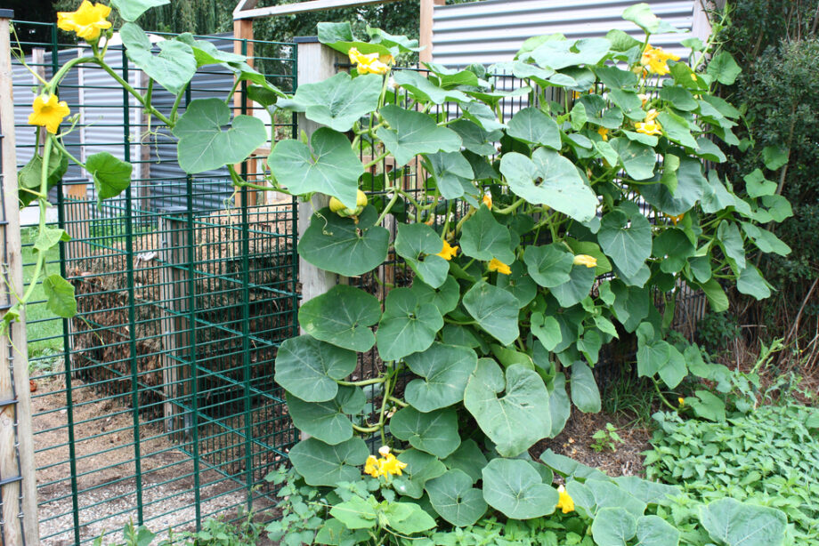 MonoStar de oplossingsgerichte gerbera bosmachine