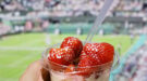 aardbeien-wimbledon-shutterstock_2305448837-1200×667 Aardbeien met slagroom op Wimbledon.