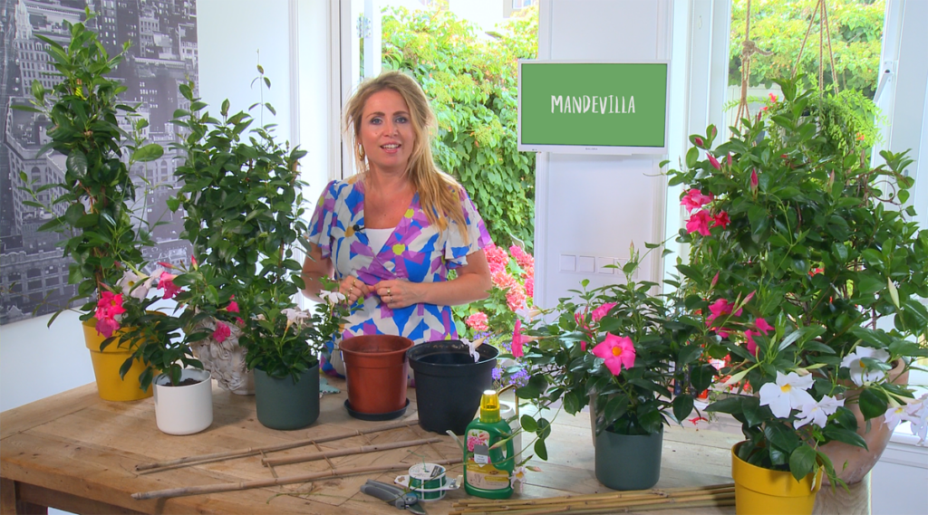 Groene Vingers met MAX: een Mandevilla overhouden