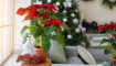 Kamerplanten zoals de kerstster voor kerstsfeer