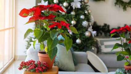 Kamerplanten zoals de kerstster voor kerstsfeer