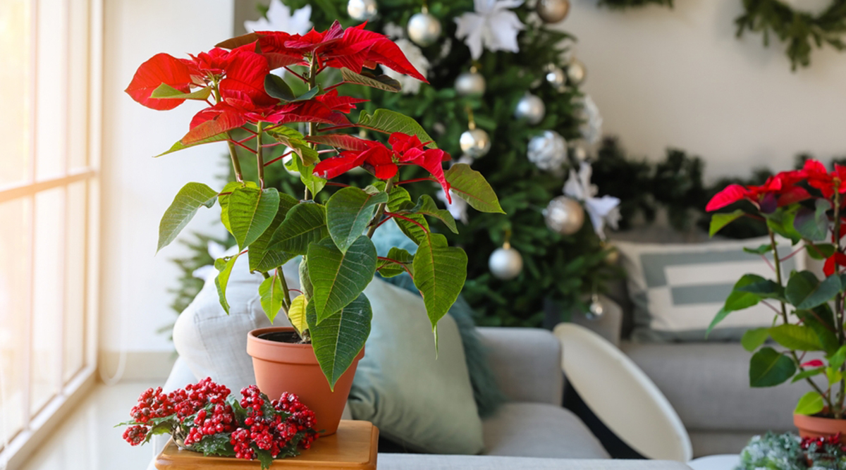 Kamerplanten zoals de kerstster voor kerstsfeer