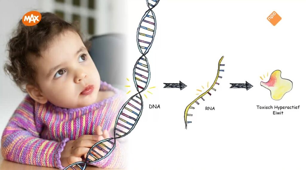 Is epilepsie te behandelen bij Inti (4) en andere kinderen? Ype Elgersma (Erasmus MC) werkt aan veelbelovende therapie