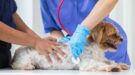 huisdierverzekering-shutterstock_2484401699 Hond bij dierenarts. Is een huisdierverzekering het waard?