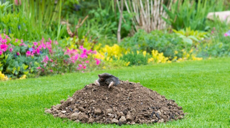 Hoe zit het? Waarom liggen molshopen boven de grond, terwijl mollen