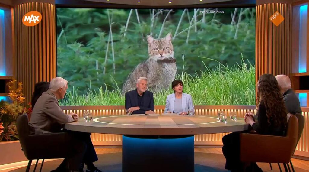 Ecoloog Julia van Knippenberg over opkomst Europese wilde kat in Nederland: “Hopelijk verder verspreid, ook buiten Zuid-Limburg”