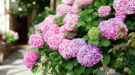 hortensia-shutterstock_1747076837-1200×667