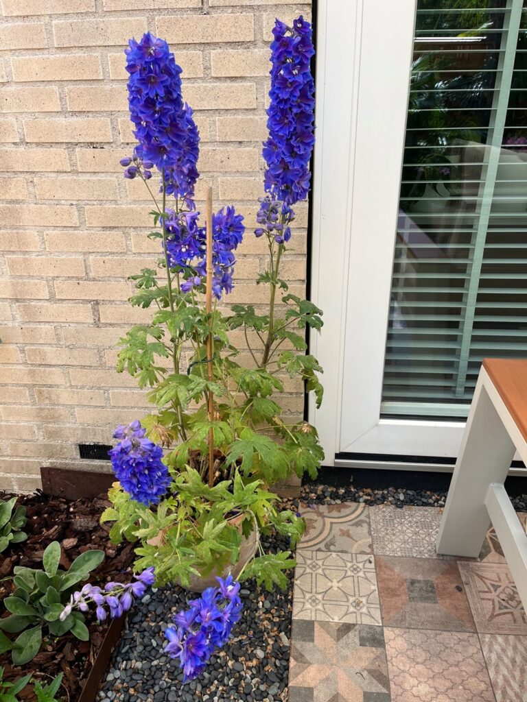 Ridderspoor met blauwe bloemen