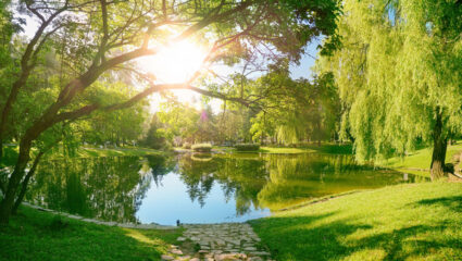 Grote vijver in een mooi, groen park