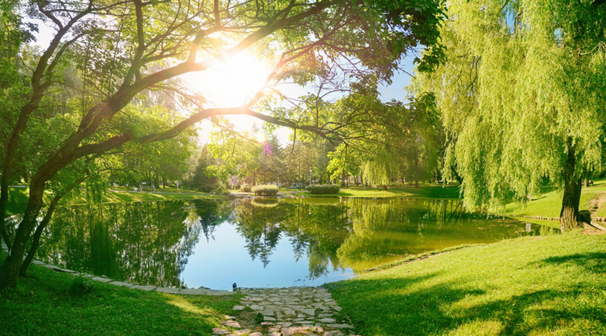 Grote vijver in een mooi, groen park