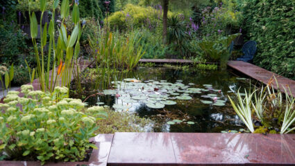 vijver met vijverplanten en een stenen rand eromheen